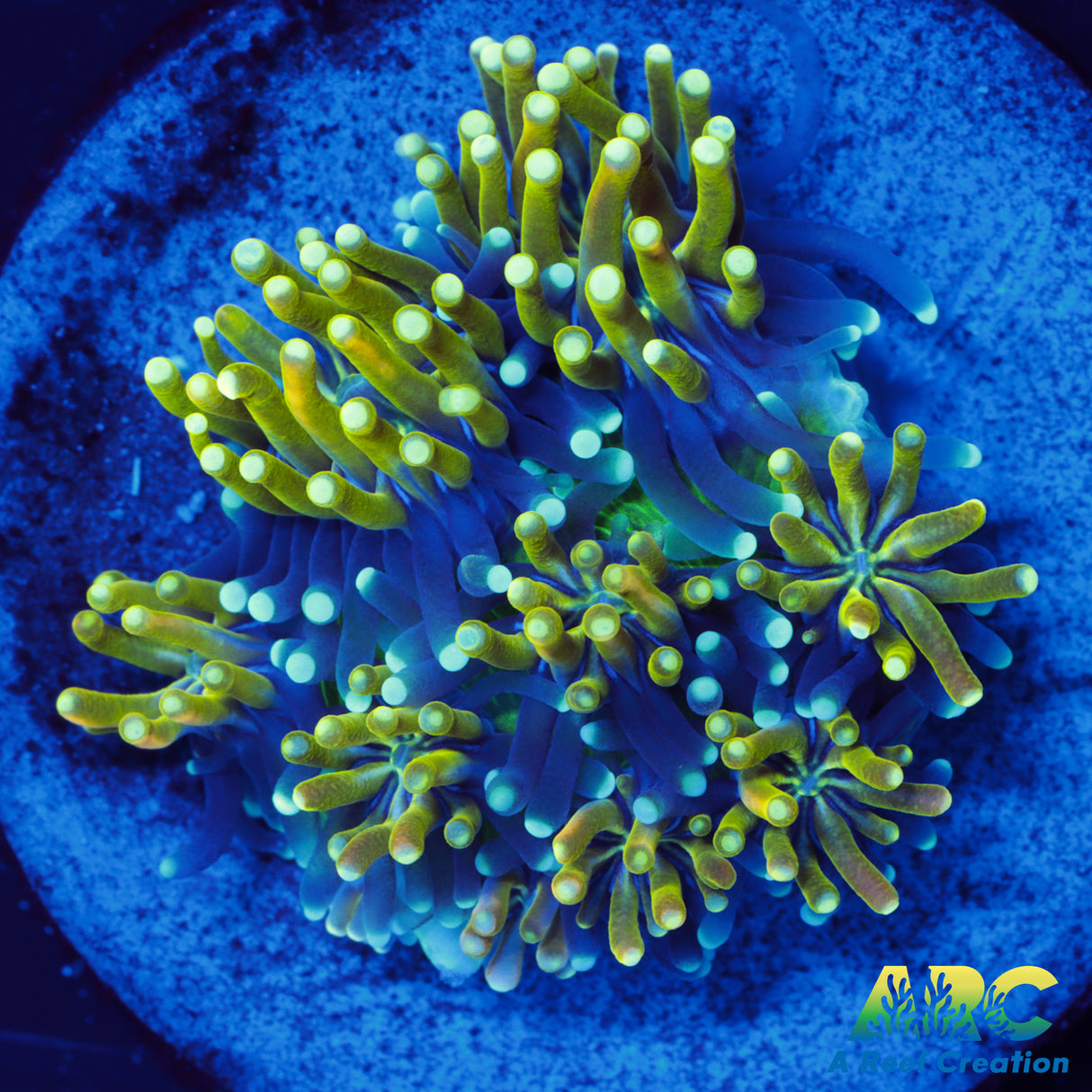 ARC Lemon Lime Galaxea