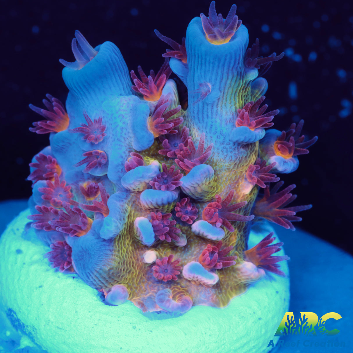 RRC Angry Birds Acro