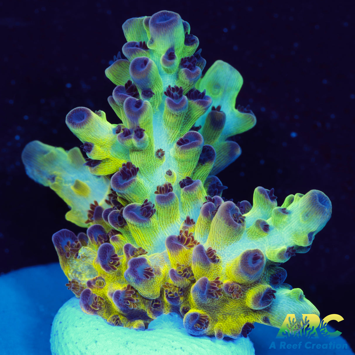 ARC Northern Lights Acro