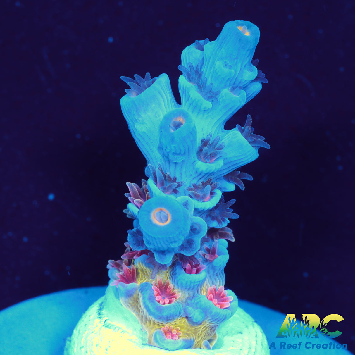 JF Jolt Acro