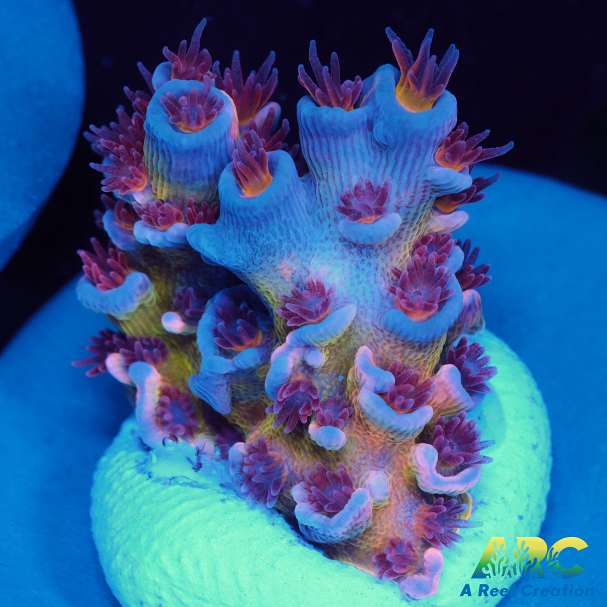 RRC Angry Birds Acro