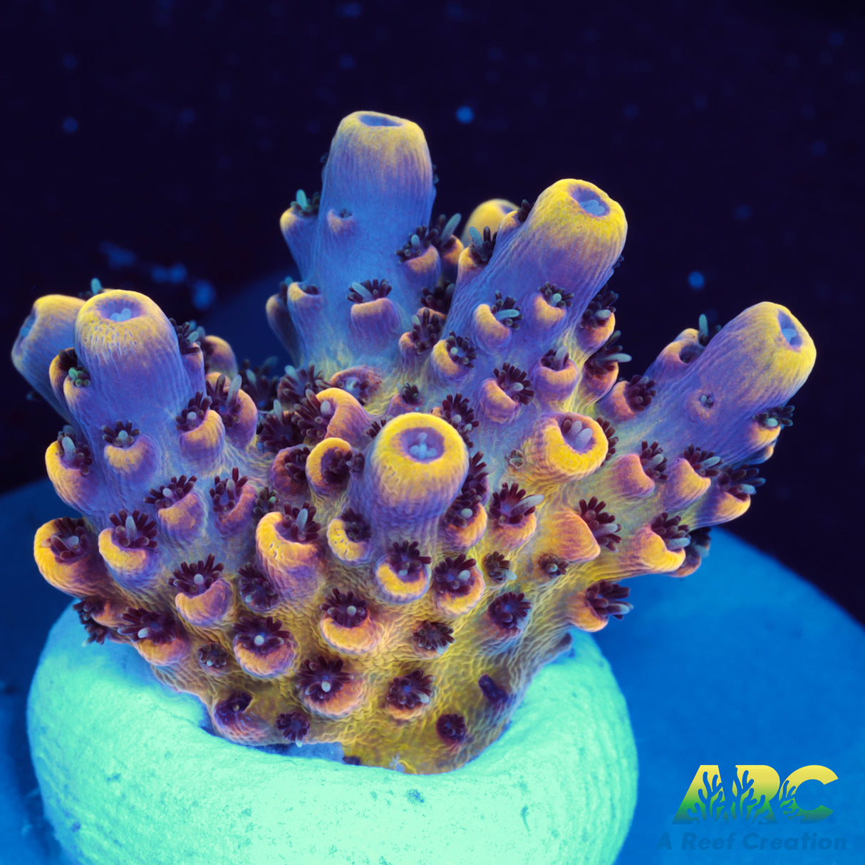 WWC Super Red Polyp Clathrata