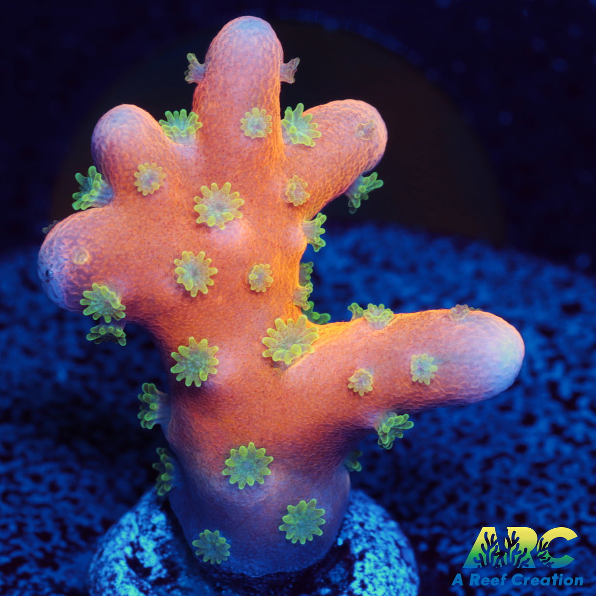 RRC Tropicana Anacropora