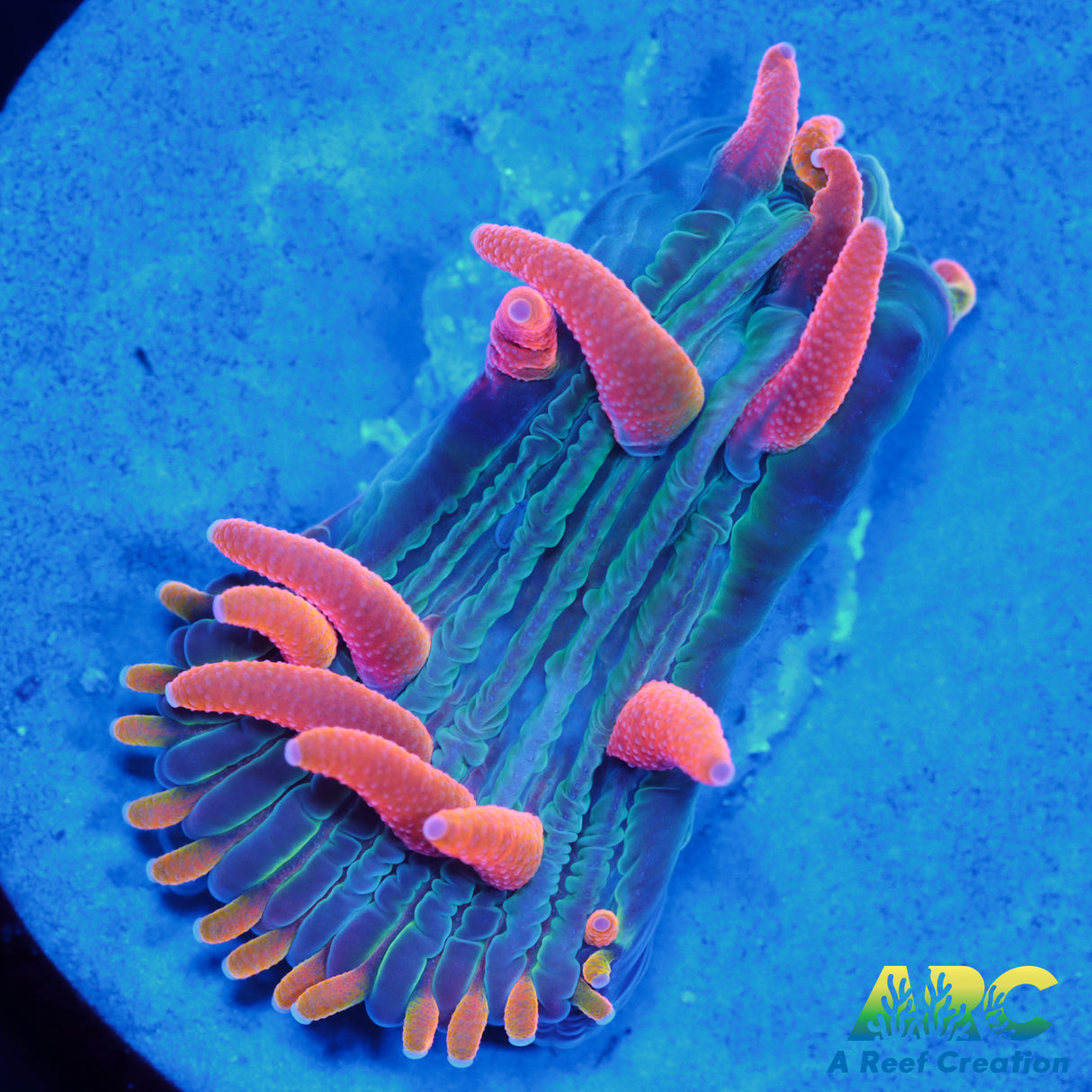 ARC Flaming Hydra Diaseris Plate