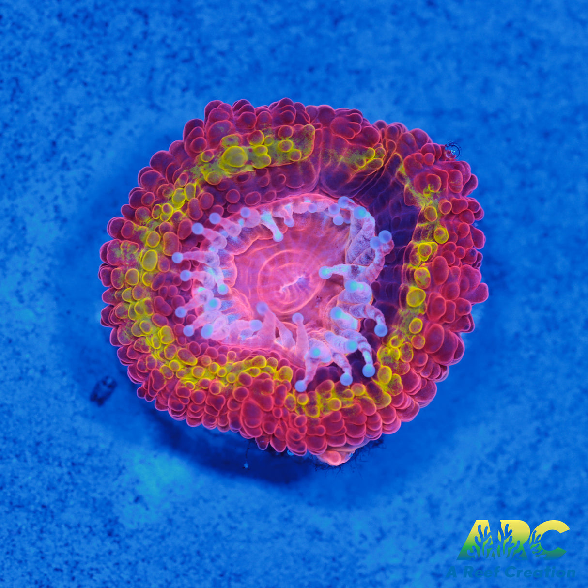 CC Black Hole Sun Acan