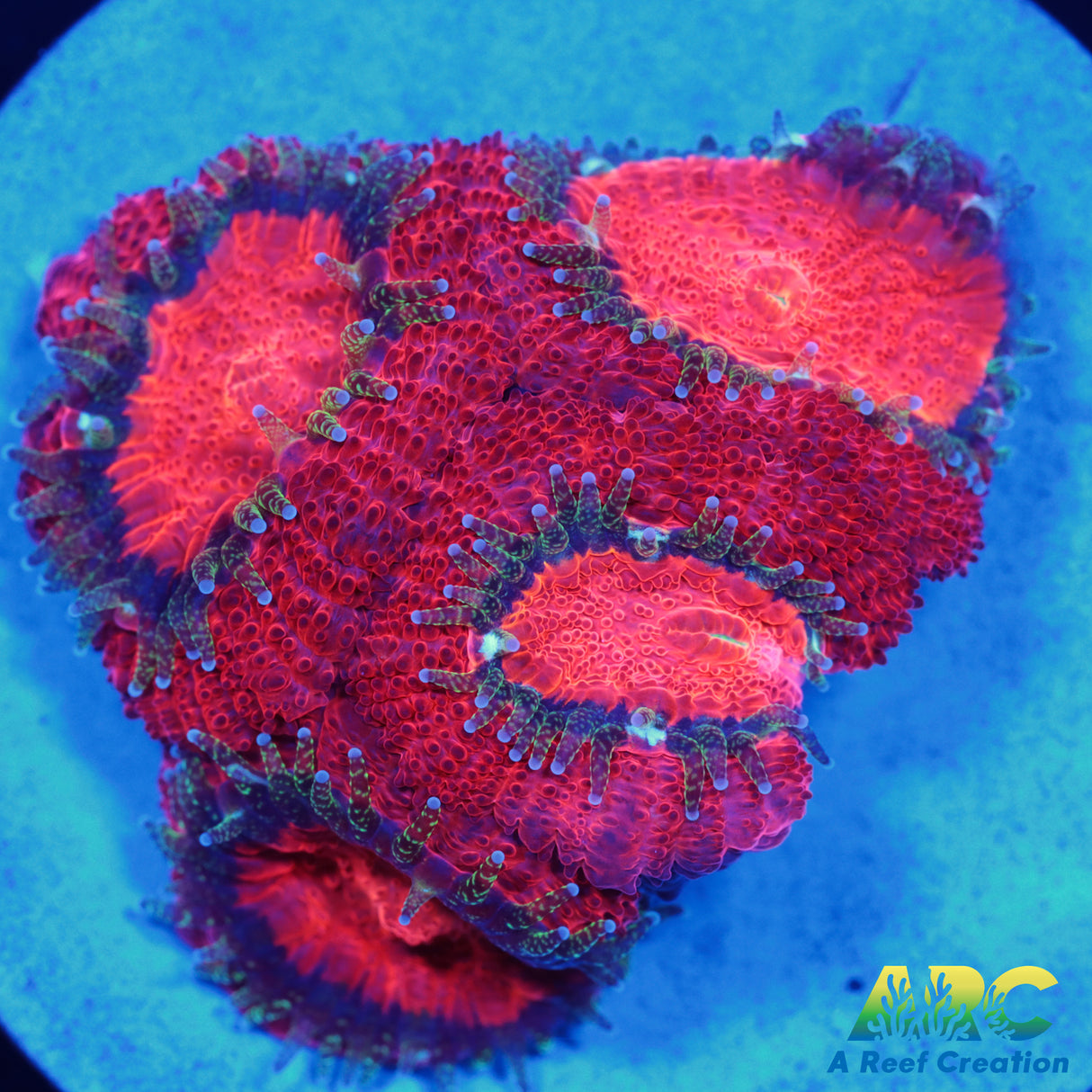 ARC Red Velvet Micro