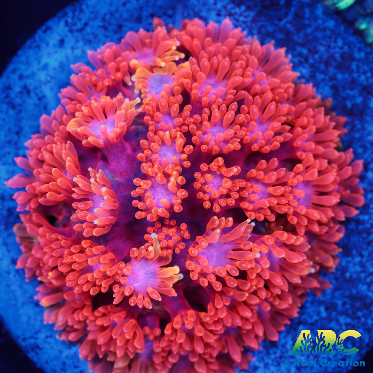 IA Firegarden Goni