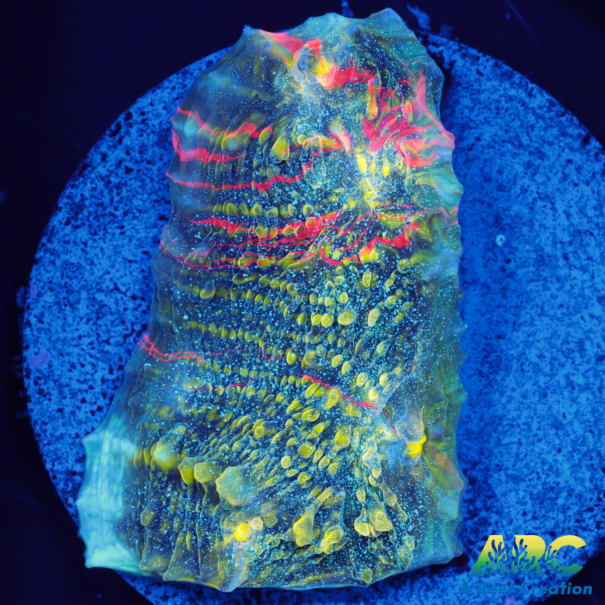 OG Trops Overdose Chalice