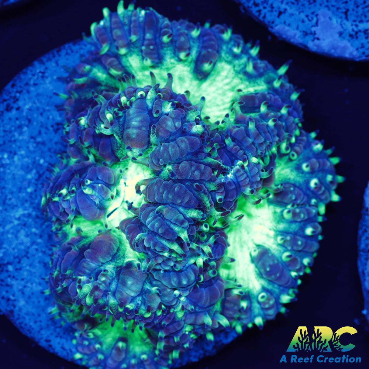 ARC Mint Mojito Blasto