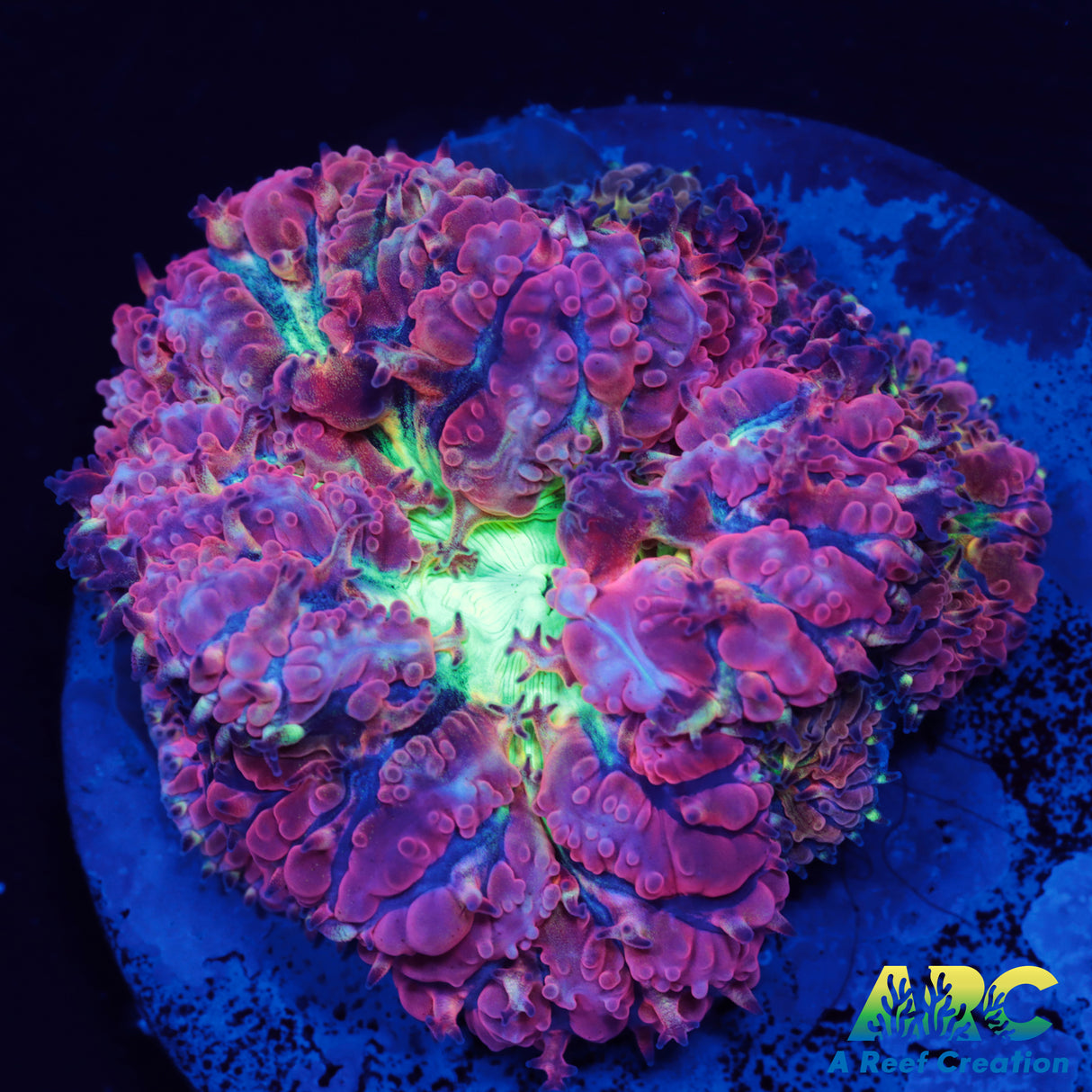 ARC Bubble Yum Blasto