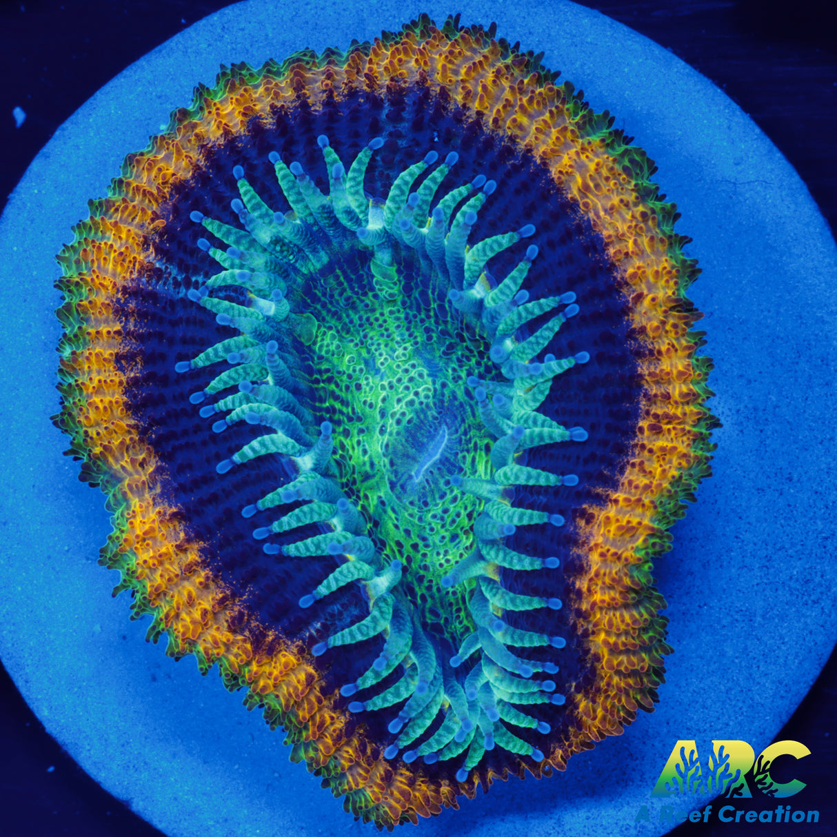 ARC Fat Tuesday Acan