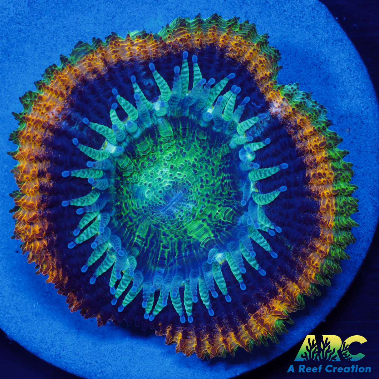 ARC Fat Tuesday Acan