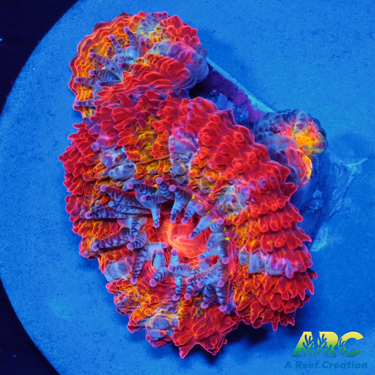ARC Double Agent Acan