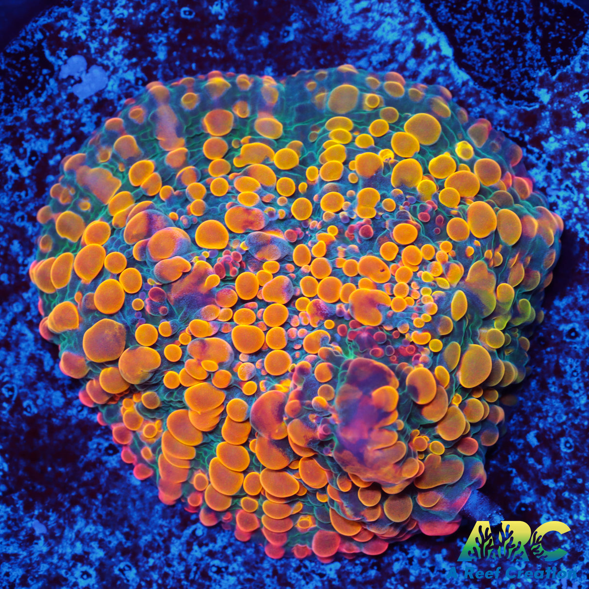 CC Cloudberries Chalice