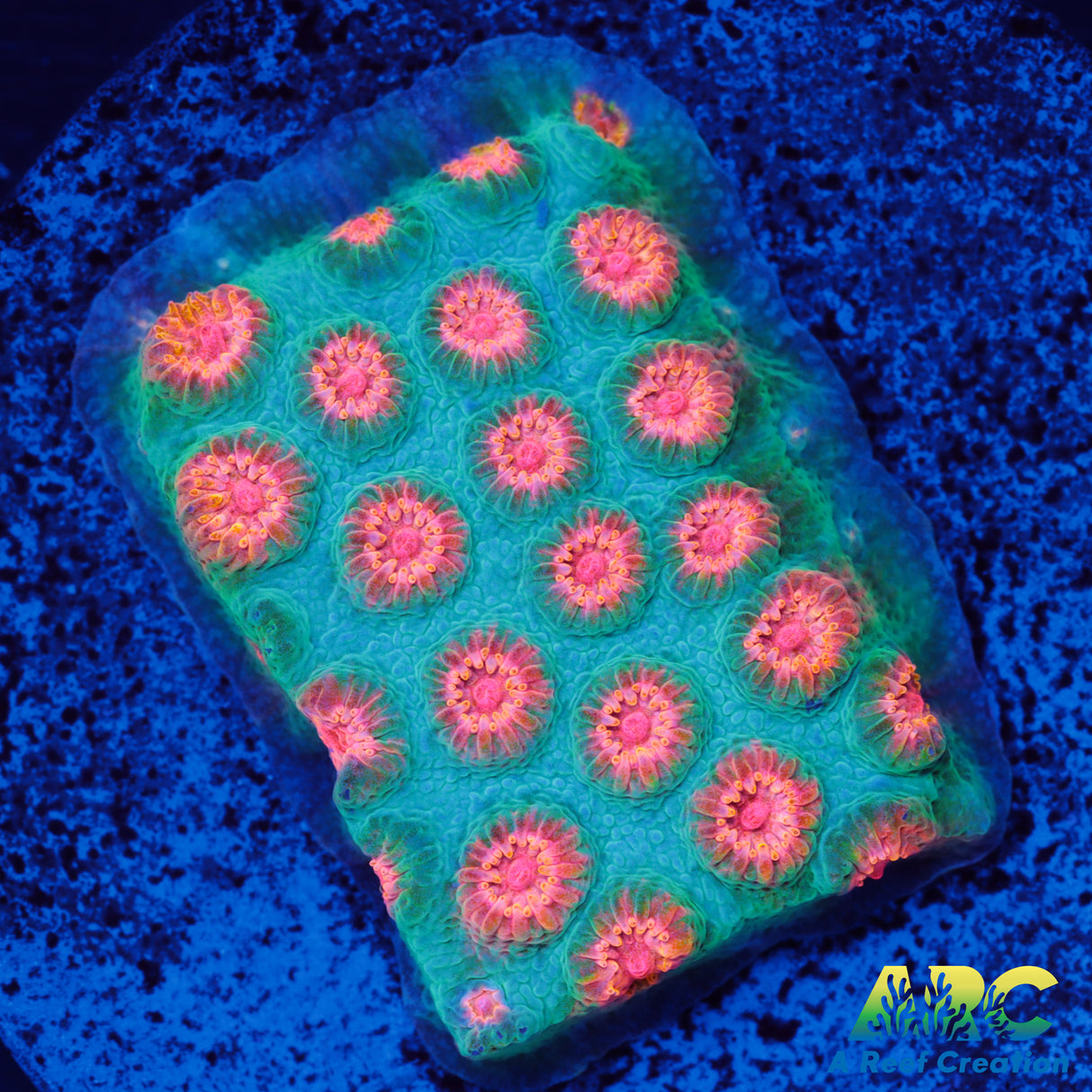 ARC Space Invader Cyphastrea