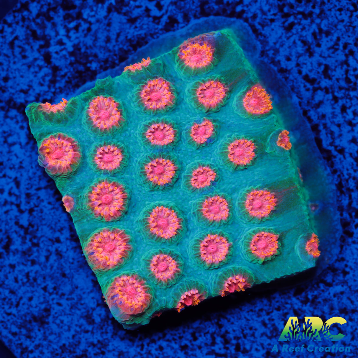 ARC Space Invader Cyphastrea