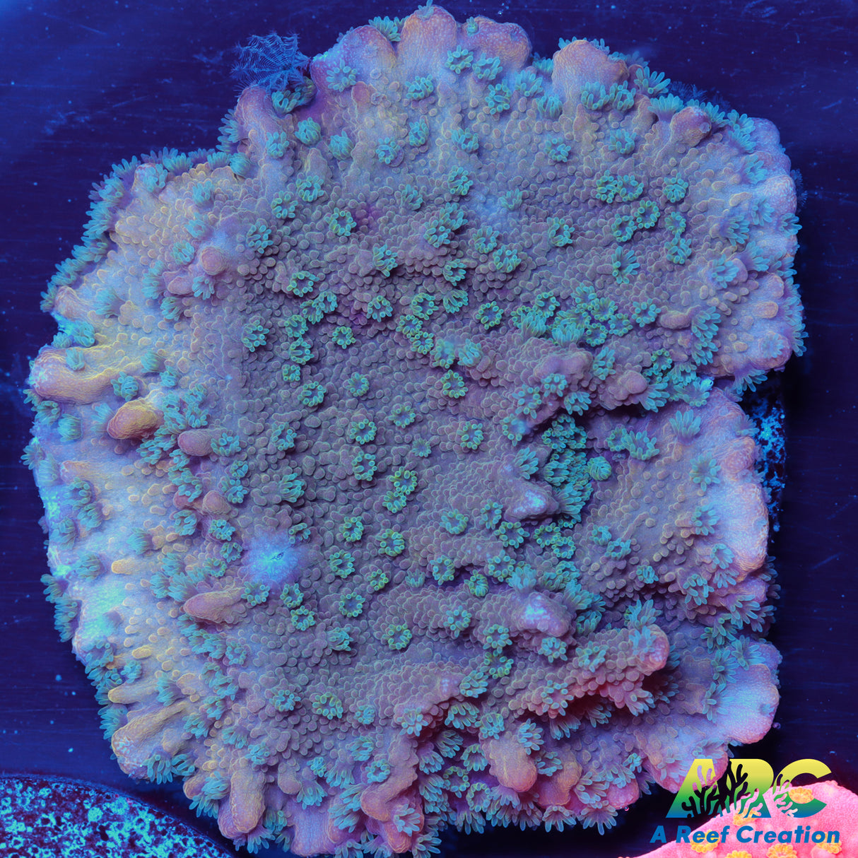 Blue Polyp Monti hirsuta