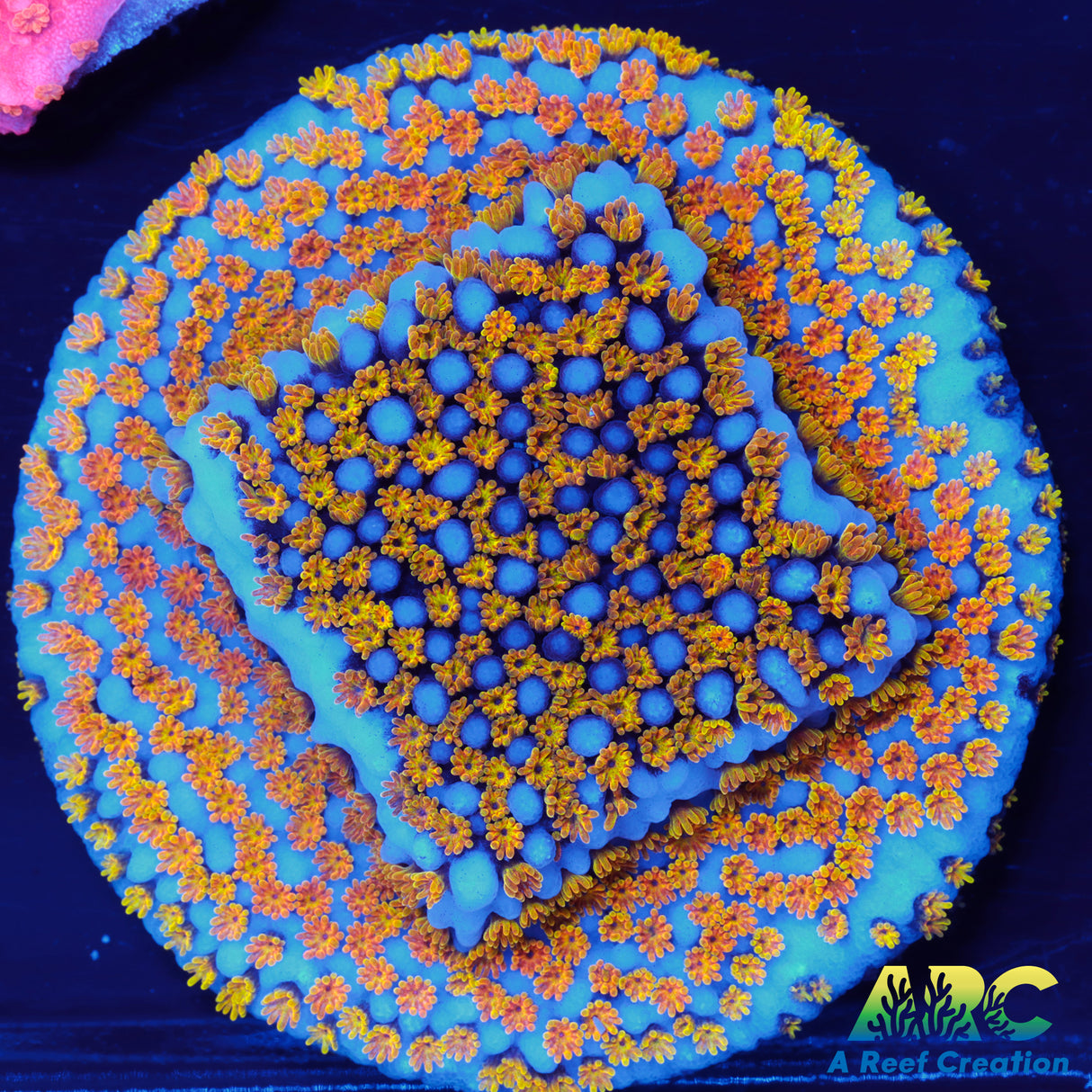 ARC Random Rainbow Monti