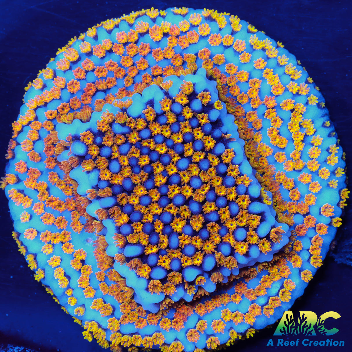 ARC Random Rainbow Monti