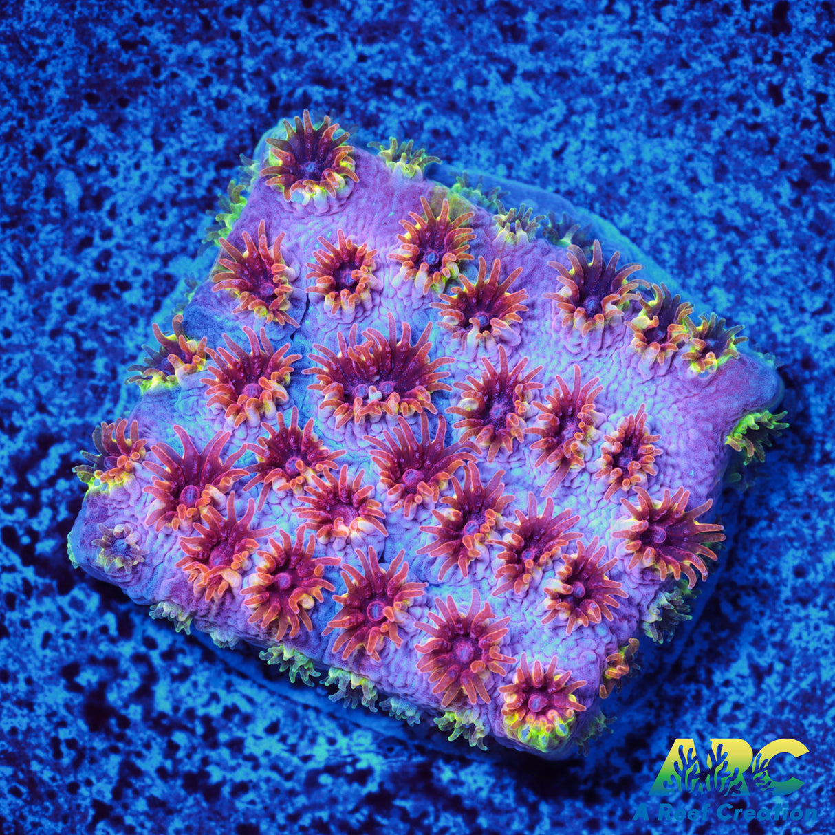 Skittles Bomb Cyphastrea