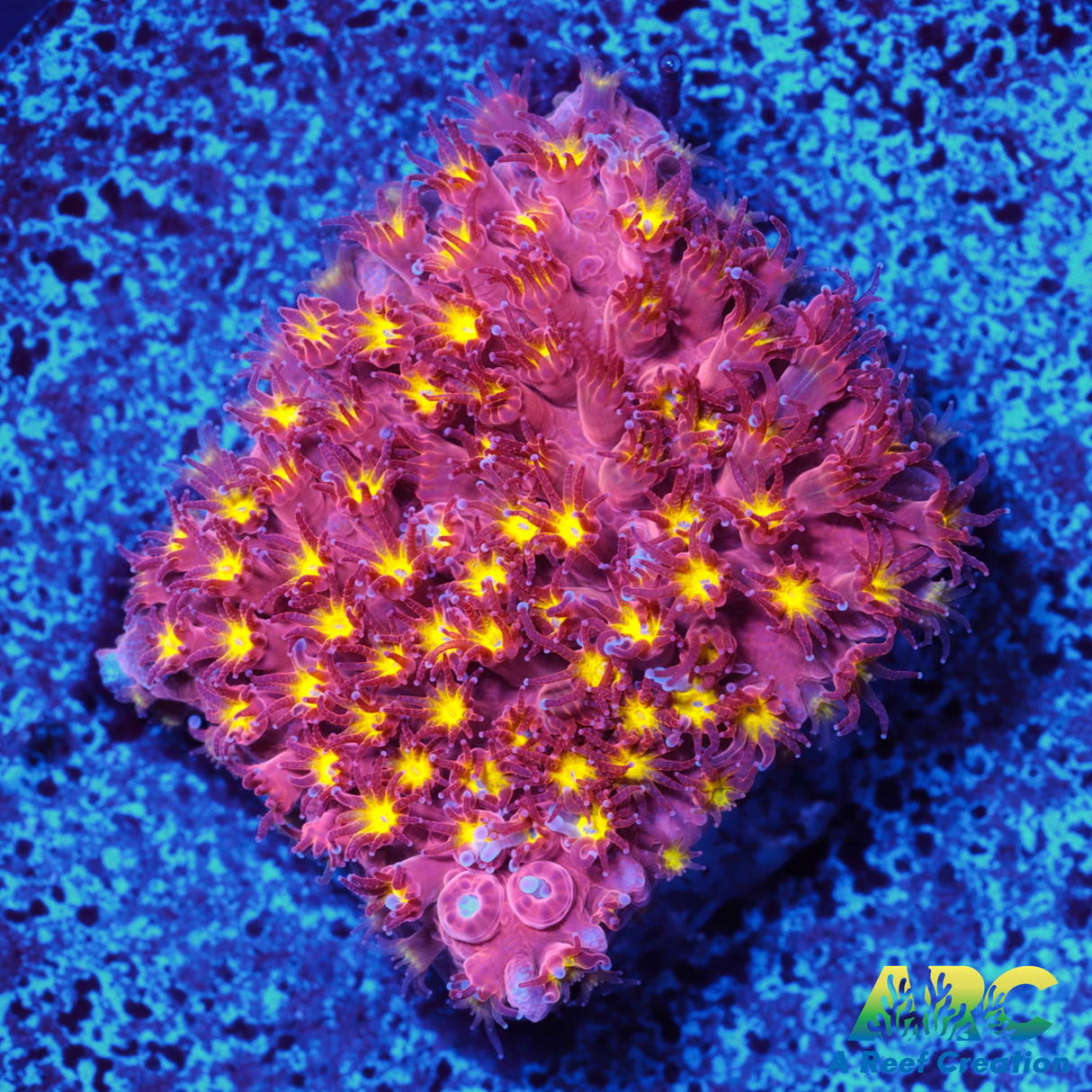 ARC Bling Bling Stylo