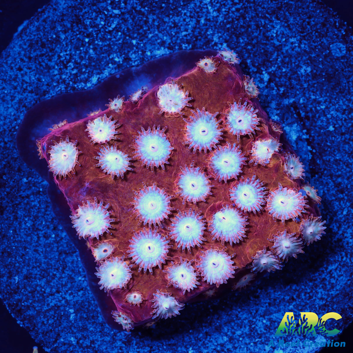 Peppermint Cyphastrea