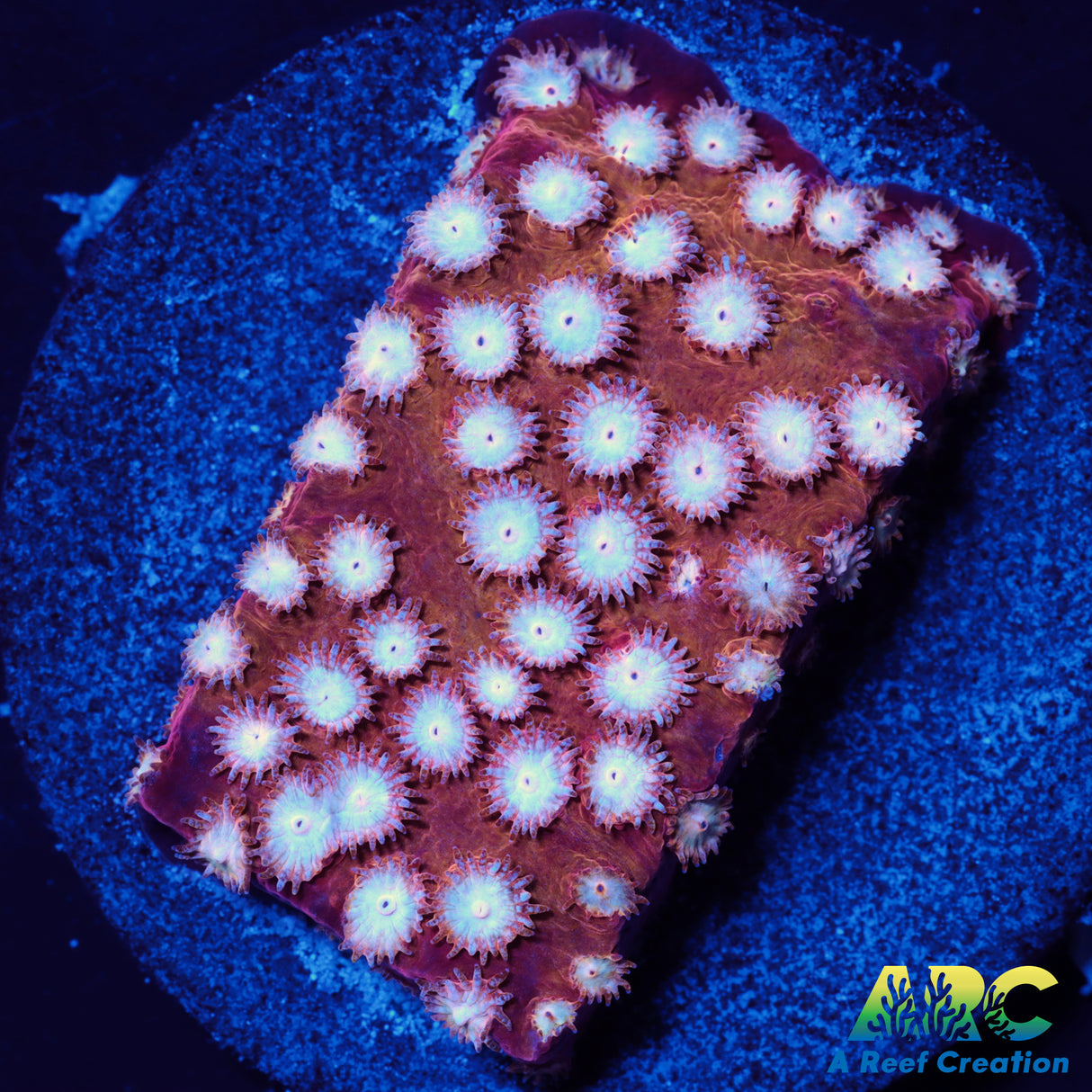 Peppermint Cyphastrea