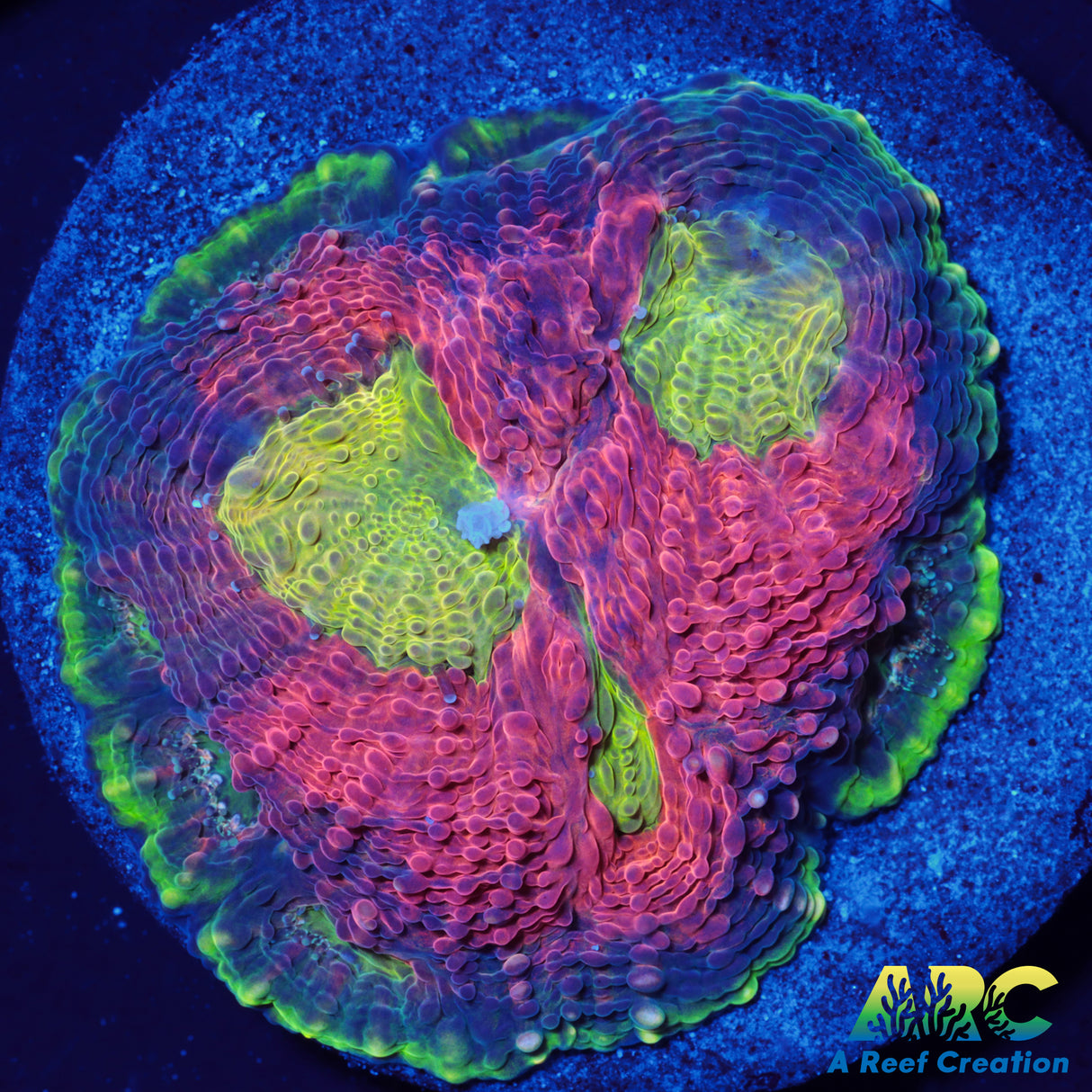 Orange Crush Echinata