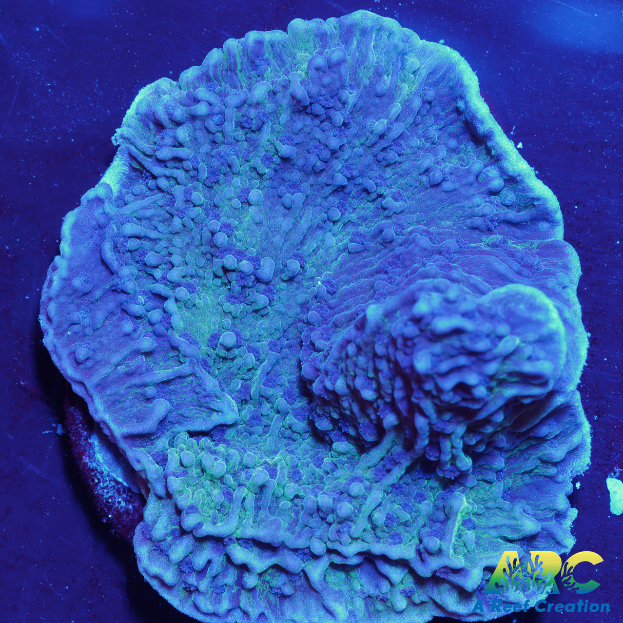 ARC Lake Effect Monti Cap