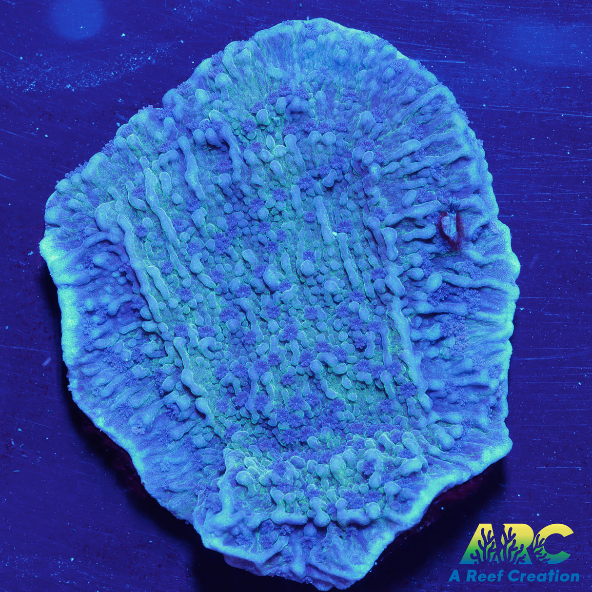 ARC Lake Effect Monti Cap