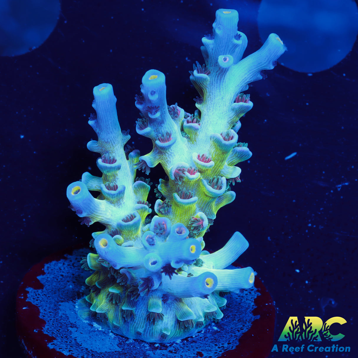 CC Pink Highlighter Tenuis