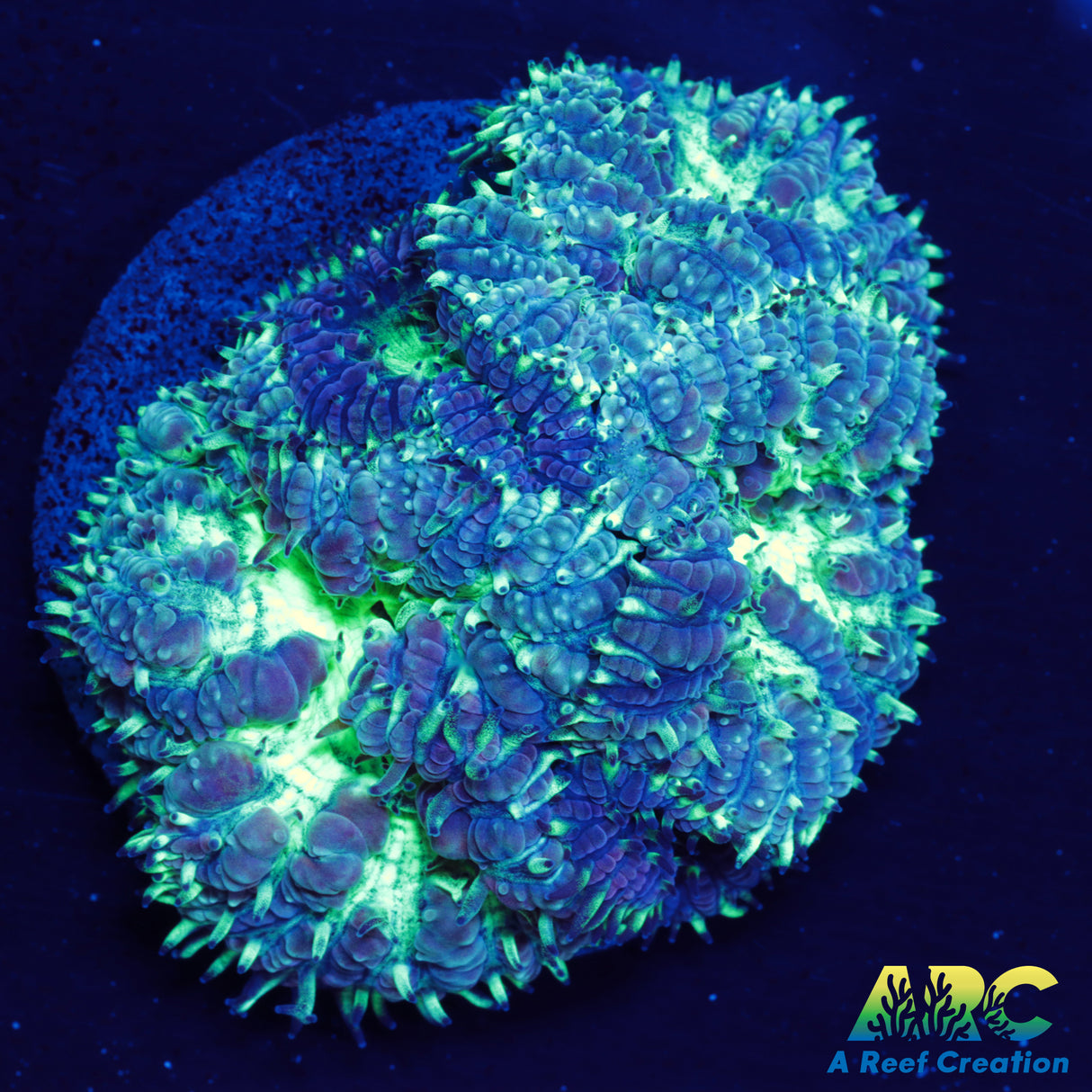 ARC Mint Mojito Blasto