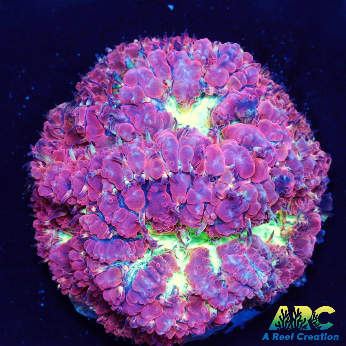 ARC Bubble Yum Blasto