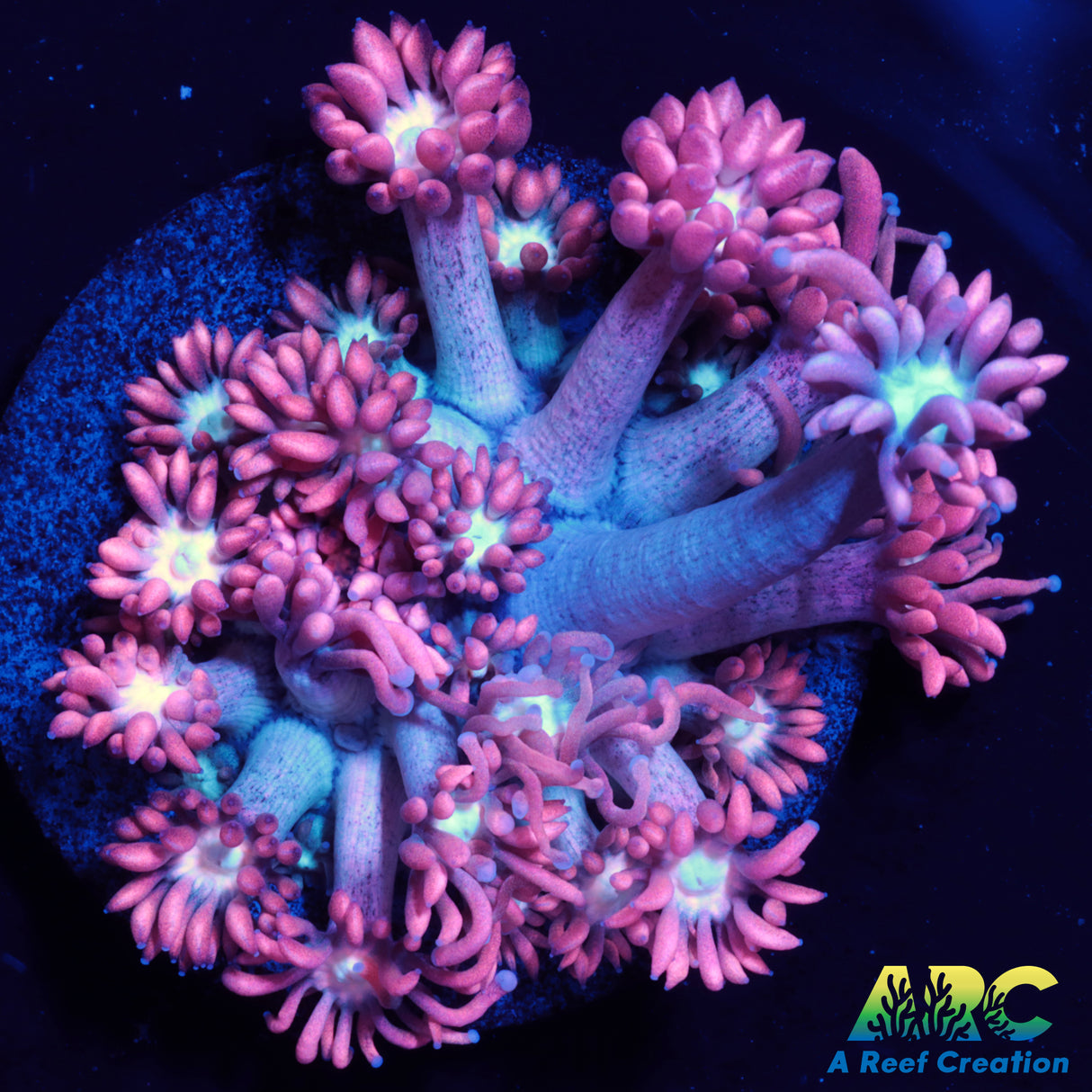 ARC Cotton Candy Goni