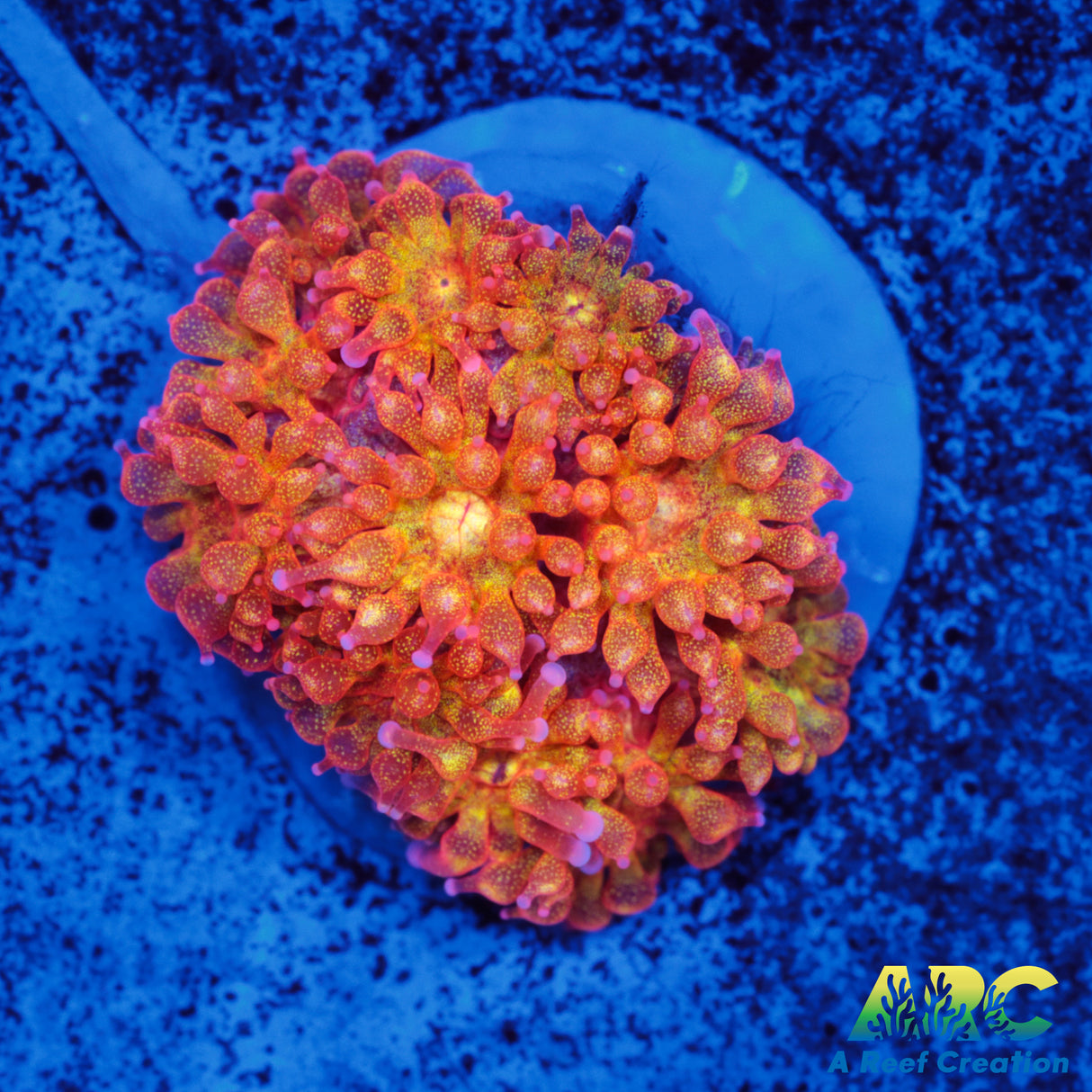 IA Yellow Sparkle Goni