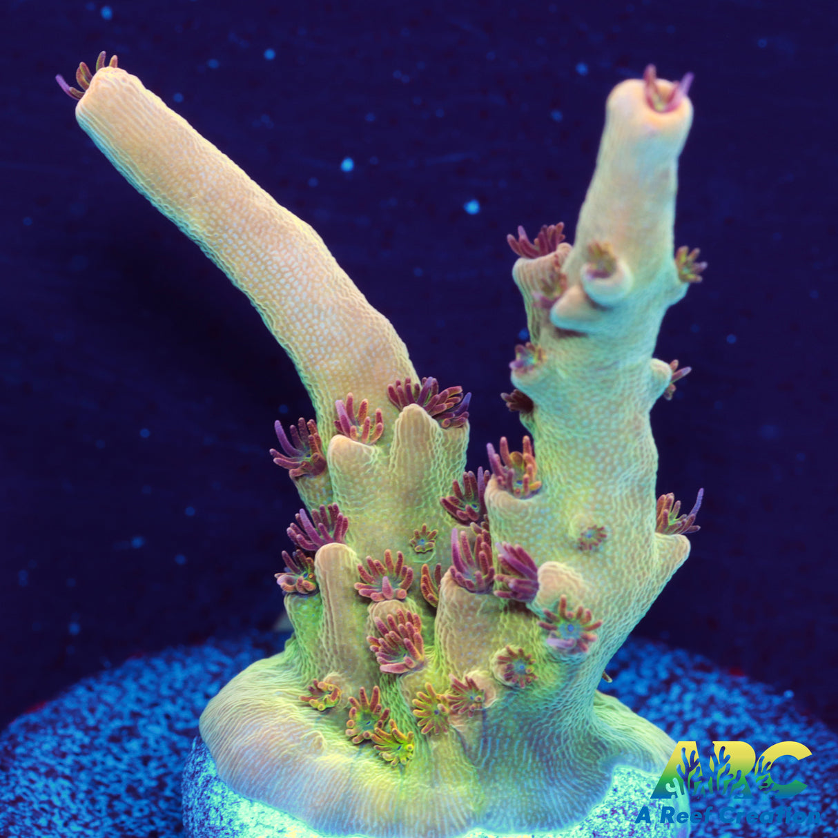 Greg's Unicorn Acro