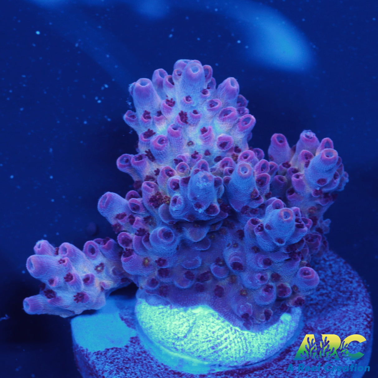 ARC Pomegranate Table