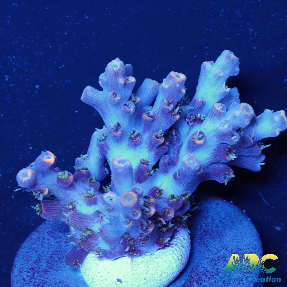 ARC Frozen Goldfinger