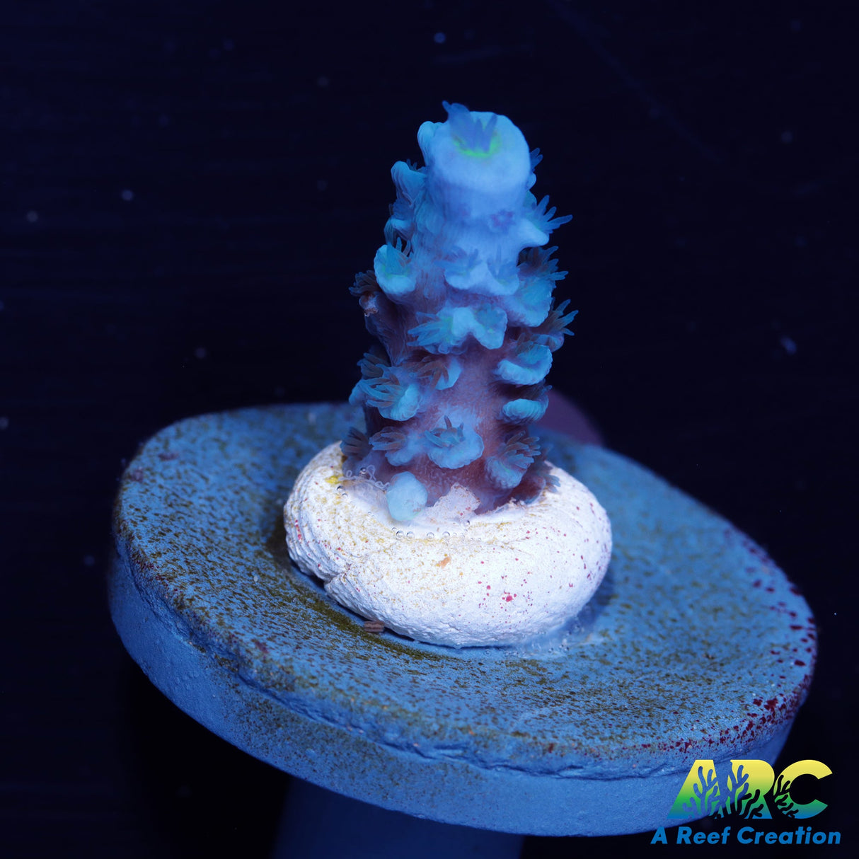 Tony's Cookie Monster