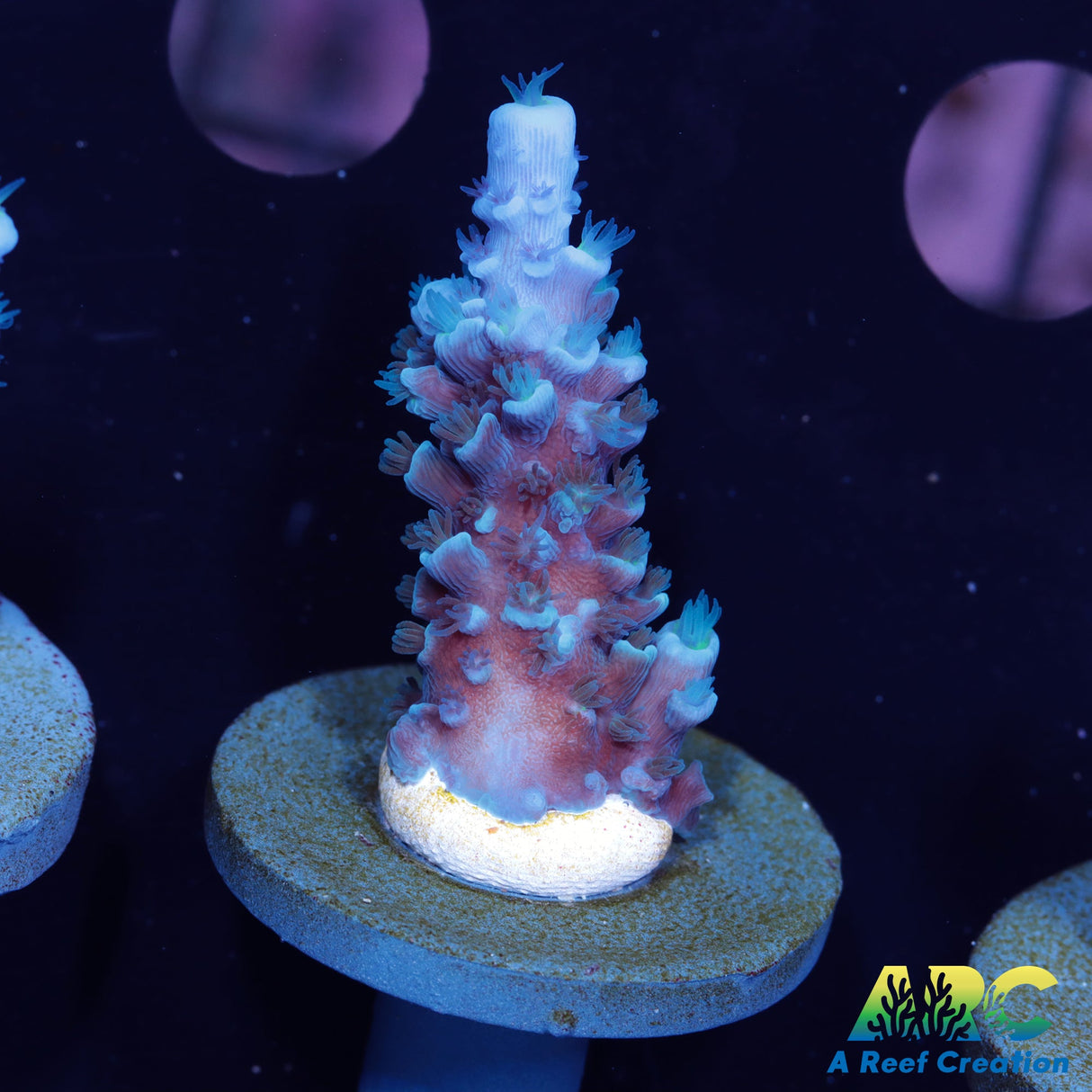 Tony's Cookie Monster