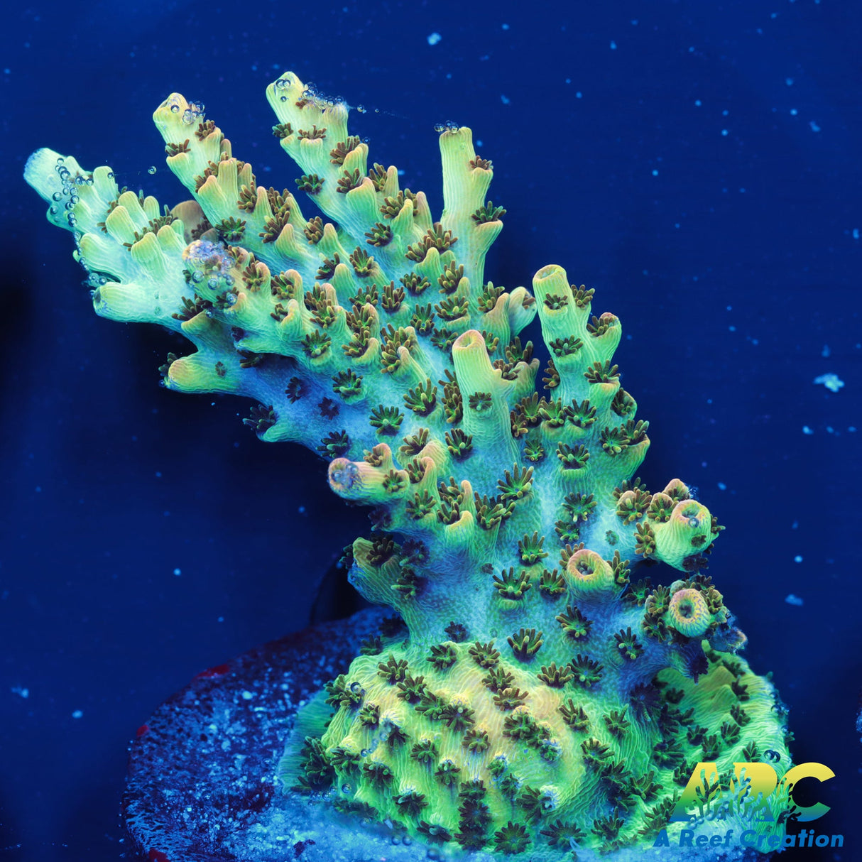 ARC Peach Giant Table