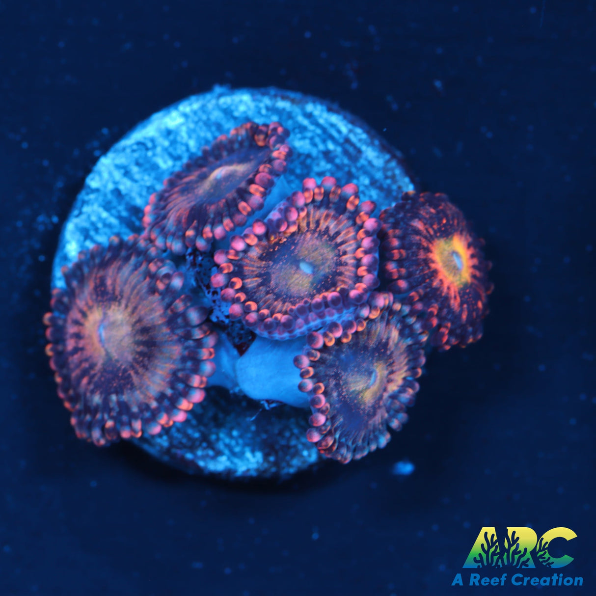 Alien Antivenom Zoas
