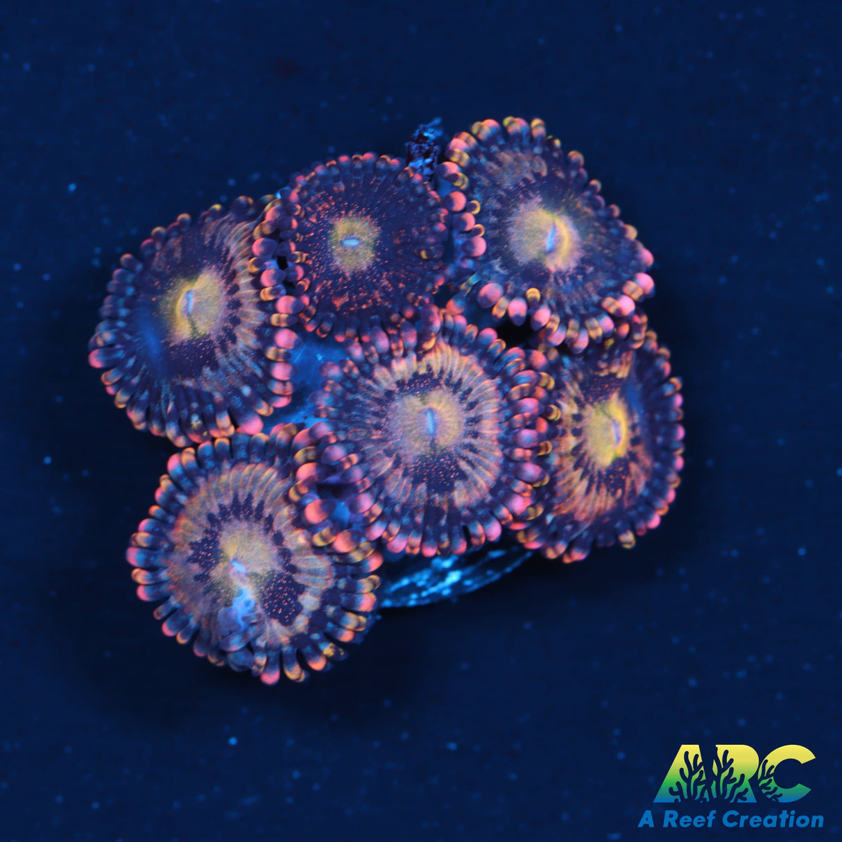 Alien Antivenom Zoas