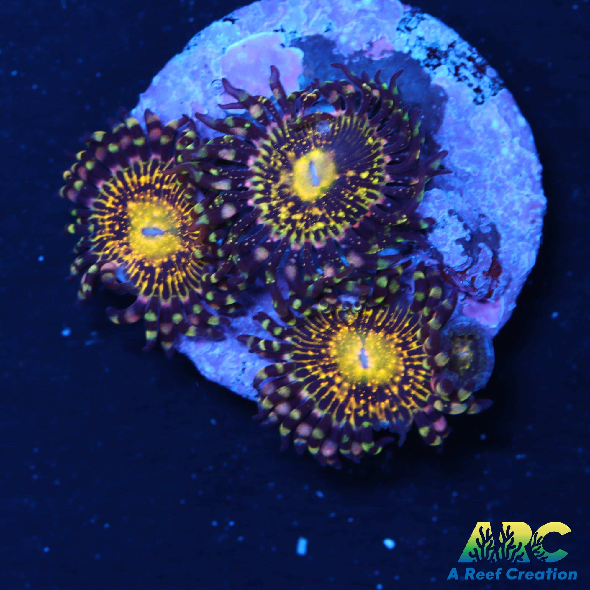 UC Grim Reaper Zoa – A Reef Creation