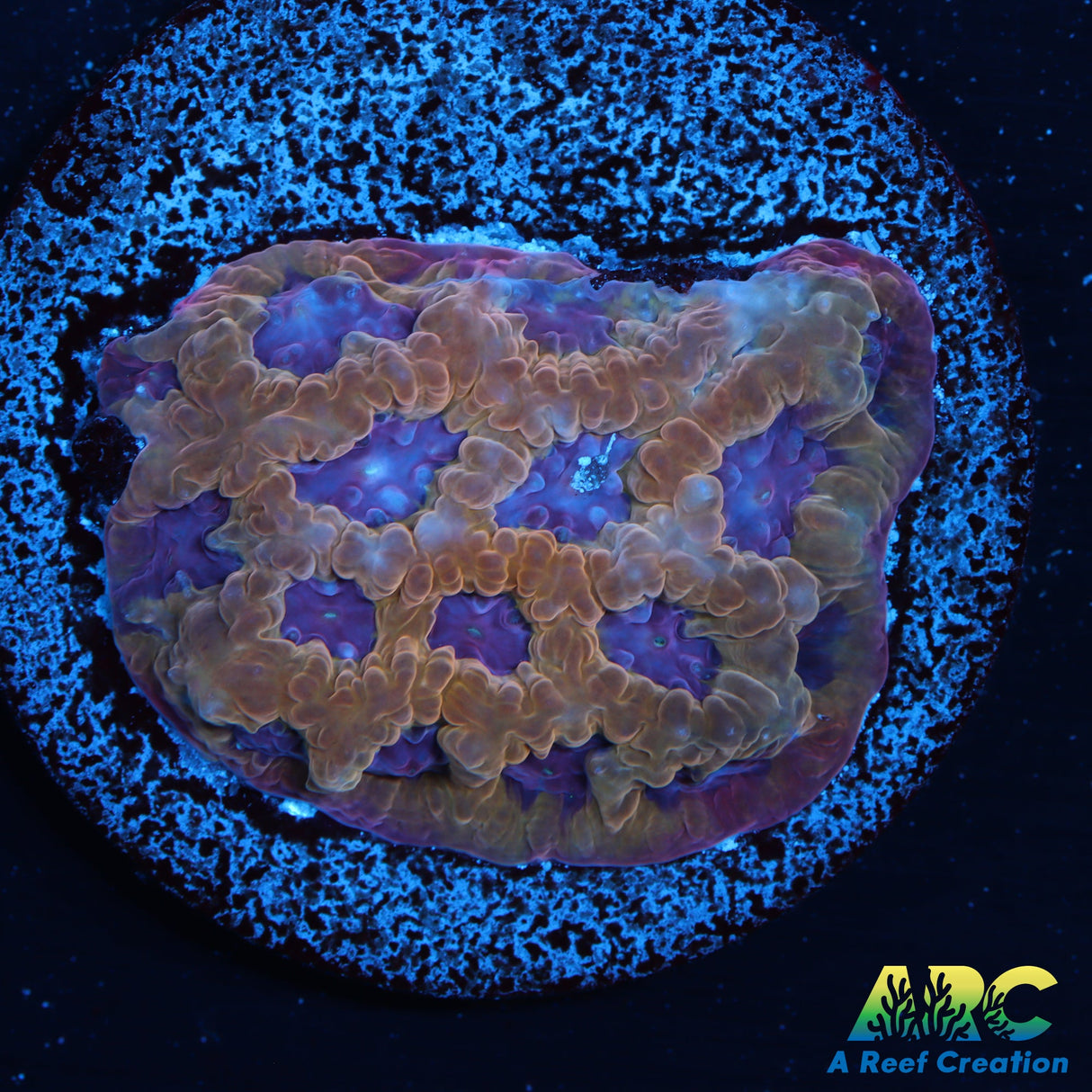 Pineapple Express Favites