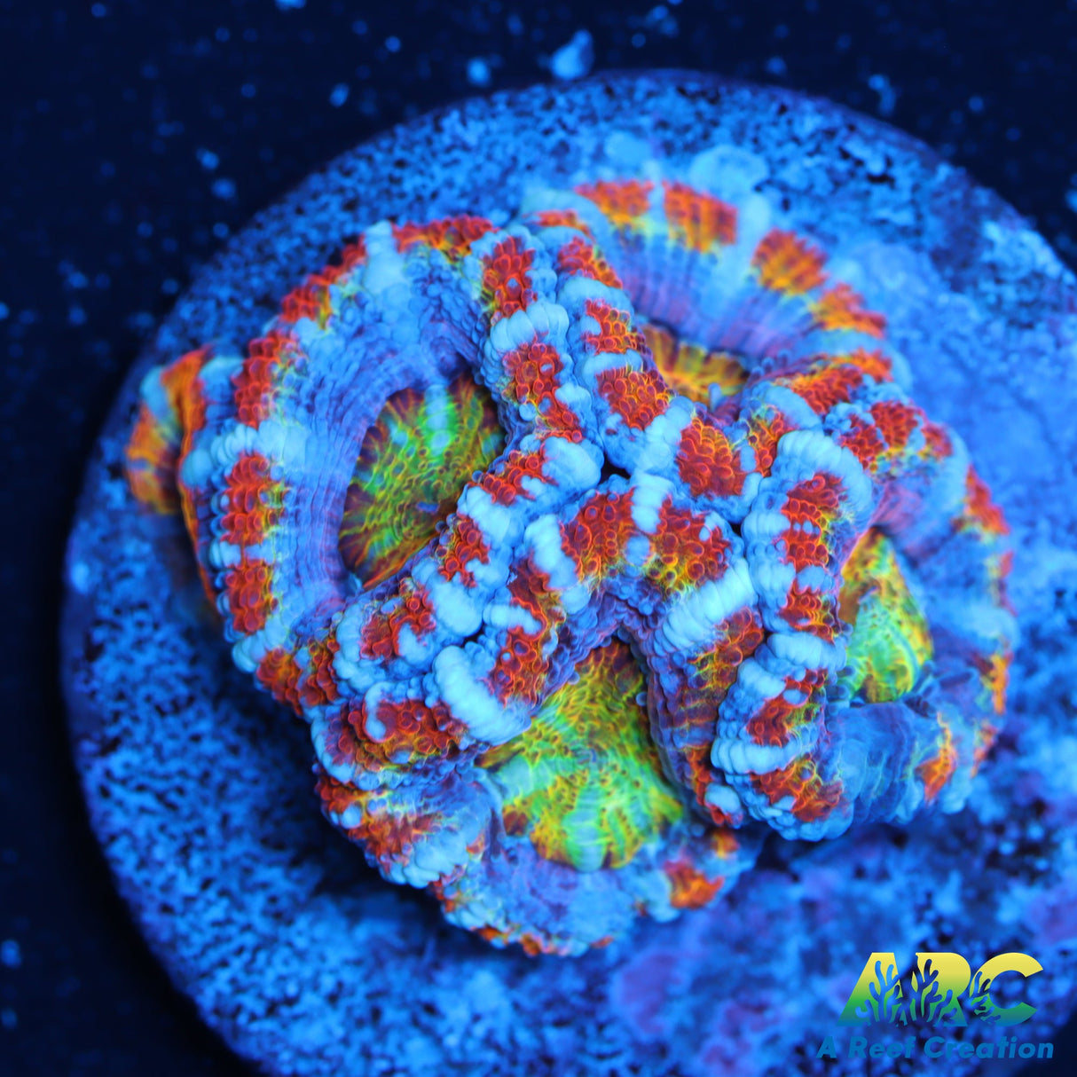 ARC Jonny C's Rainbow Sprinkles Acan
