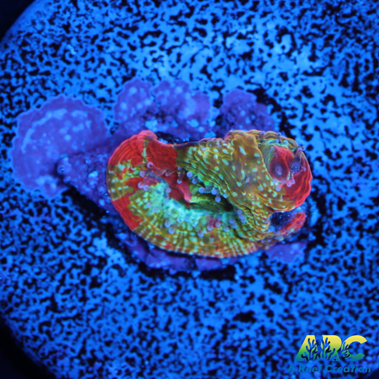 FF Dazbog Bowerbanki