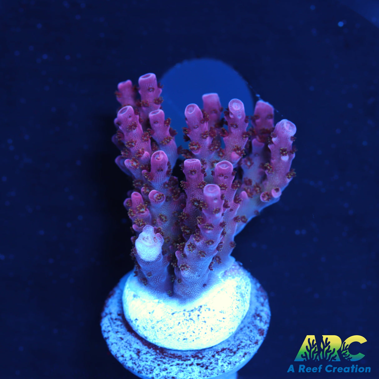 ARC Pomegranate Table Acro