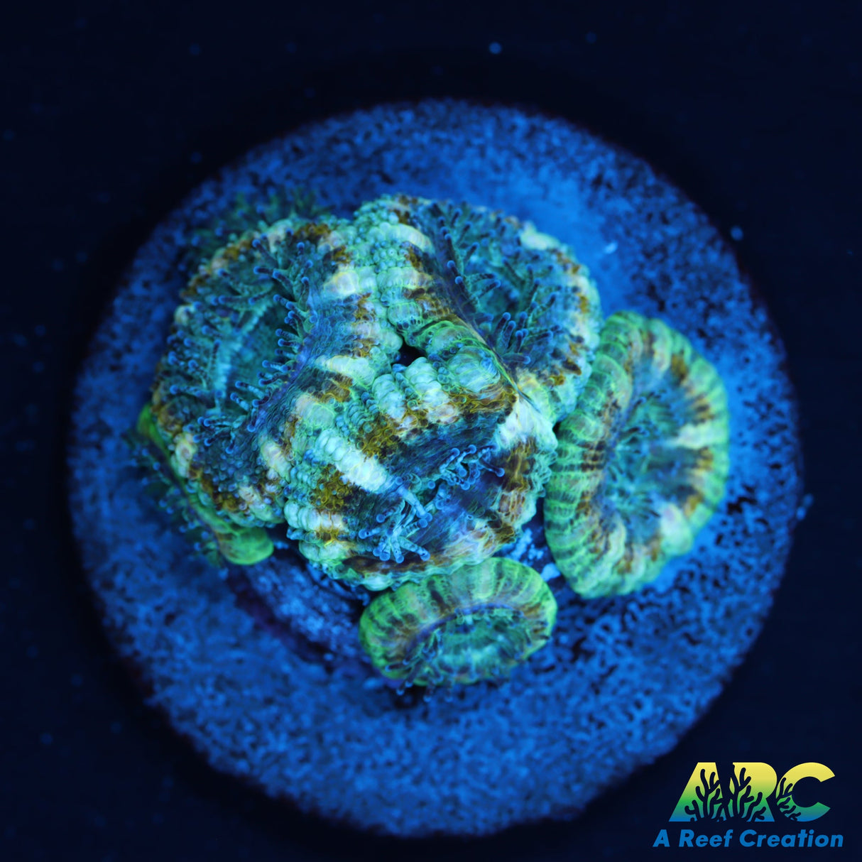ARC Lavender Acan
