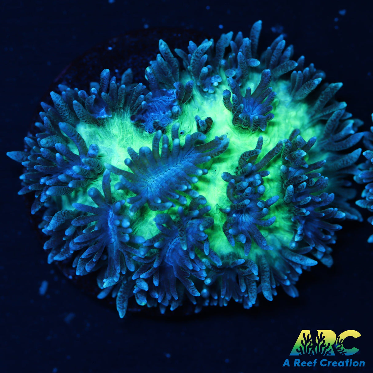 ARC Ice Dragon Hydno